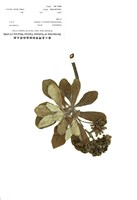 藏品(白水木)的圖片